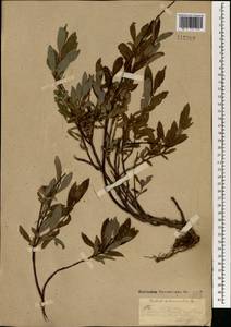 Salix rhamnifolia Pall., Mongolia (MONG) (Mongolia)