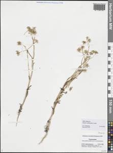 Senecio subdentatus Ledeb., Middle Asia, Karakum (M6) (Turkmenistan)