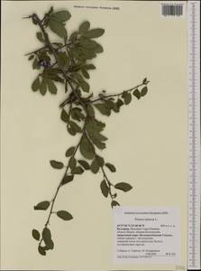 Prunus spinosa L., Western Europe (EUR) (Bulgaria)
