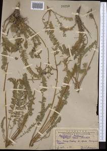 Oxytropis capusii Franch., Middle Asia, Western Tian Shan & Karatau (M3) (Kazakhstan)