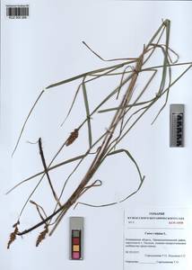 KUZ 002 269, Carex vulpina L., Siberia, Altai & Sayany Mountains (S2) (Russia)