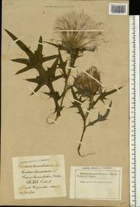 Cirsium vulgare (Savi) Ten., Eastern Europe, Latvia (E2b) (Latvia)