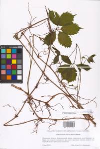 Parthenocissus quinquefolia (L.) Planch., Eastern Europe, Moscow region (E4a) (Russia)