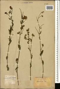 Althaea cannabina L., Caucasus, Krasnodar Krai & Adygea (K1a) (Russia)