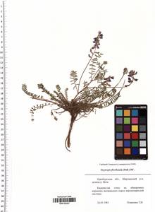 Oxytropis floribunda (Pall.) DC., Eastern Europe, Eastern region (E10) (Russia)