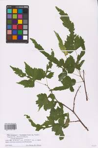 Tilia × europaea L., Eastern Europe, North-Western region (E2) (Russia)