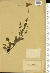 Leucanthemum vulgare Lam., Eastern Europe, Eastern region (E10) (Russia)