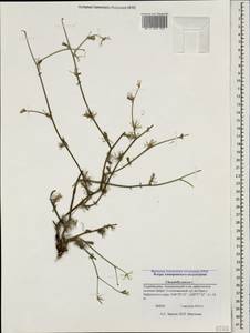 Chondrilla juncea L., Caucasus, Azerbaijan (K6) (Azerbaijan)