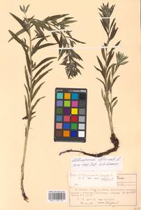 Lithospermum officinale L., Eastern Europe, Moscow region (E4a) (Russia)