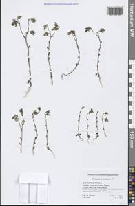Campanula erinus L., South Asia, South Asia (Asia outside ex-Soviet states and Mongolia) (ASIA) (Turkey)