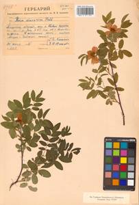 Rosa davurica Pall., Siberia, Russian Far East (S6) (Russia)
