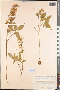 Corydalis cava (L.) Schweigg. & Körte, Eastern Europe, North Ukrainian region (E11) (Ukraine)