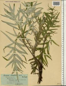 Lophiolepis serrulata (M. Bieb.) Del Guacchio, Bures, Iamonico & P. Caputo, Eastern Europe, Central forest-and-steppe region (E6) (Russia)