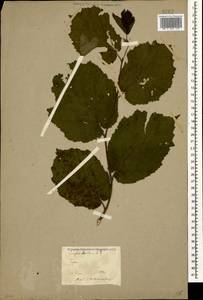 Corylus avellana L., Caucasus, Stavropol Krai, Karachay-Cherkessia & Kabardino-Balkaria (K1b) (Russia)
