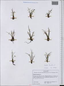 Isoetes lacustris L., Eastern Europe, Belarus (E3a) (Belarus)