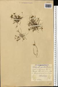 Eremopyrum triticeum (Gaertn.) Nevski, Eastern Europe, Middle Volga region (E8) (Russia)