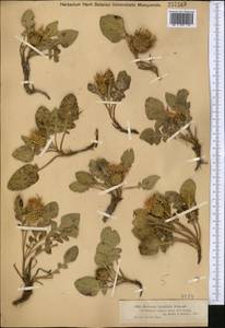 Klasea lyratifolia (Schrenk) L. Martins, Middle Asia, Dzungarian Alatau & Tarbagatai (M5) (Kazakhstan)