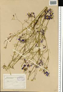 Delphinium consolida subsp. consolida, Eastern Europe, South Ukrainian region (E12) (Ukraine)