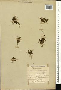 Erodium cicutarium (L.) L'Hér., Caucasus, Azerbaijan (K6) (Azerbaijan)