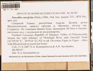 Nowellia curvifolia (Dicks.) Mitt., Bryophytes, Bryophytes - North Caucasus & Ciscaucasia (B12) (Russia)
