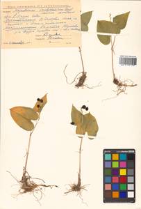 Maianthemum dilatatum (Alph.Wood) A.Nelson & J.F.Macbr., Siberia, Chukotka & Kamchatka (S7) (Russia)