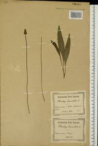 Plantago lanceolata L., Eastern Europe, North Ukrainian region (E11) (Ukraine)