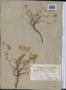 Ziziphora clinopodioides Lam., Middle Asia, Pamir & Pamiro-Alai (M2) (Uzbekistan)
