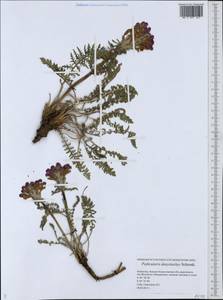 Pedicularis dasystachys Schrenk, Middle Asia, Caspian Ustyurt & Northern Aralia (M8) (Kazakhstan)