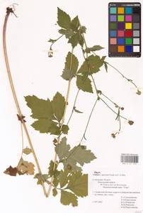 Geum × spurium C. A. Mey., Eastern Europe, Central region (E4) (Russia)