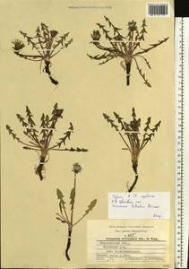 Taraxacum falcatum Brenner, Eastern Europe, Central region (E4) (Russia)