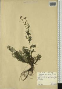 Achillea asiatica Serg., Siberia, Russian Far East (S6) (Russia)