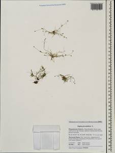 Sagina procumbens, Eastern Europe, Northern region (E1) (Russia)