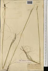 Stipa krylovii Roshev., Mongolia (MONG) (Mongolia)