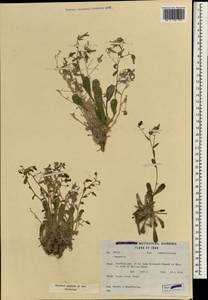 Campanula, South Asia, South Asia (Asia outside ex-Soviet states and Mongolia) (ASIA) (Iran)