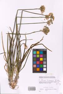 Allium tuberosum Rottler ex Spreng., Eastern Europe, South Ukrainian region (E12) (Ukraine)