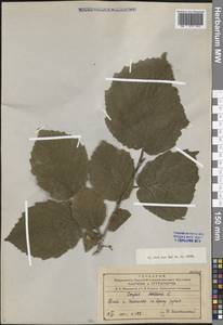 Corylus avellana L., Caucasus, Azerbaijan (K6) (Azerbaijan)