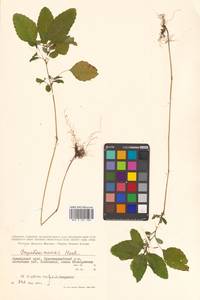 Impatiens maackii Hook. ex Kom., Siberia, Russian Far East (S6) (Russia)