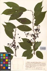 Prunus glandulifolia Rupr., Eastern Europe, Moscow region (E4a) (Russia)