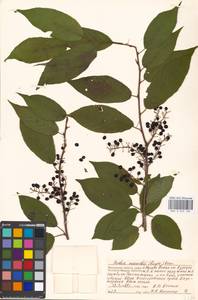 Prunus glandulifolia Rupr., Eastern Europe, Moscow region (E4a) (Russia)