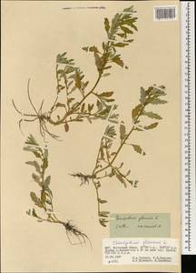 Oxybasis glauca (L.) S. Fuentes, Uotila & Borsch, Mongolia (MONG) (Mongolia)