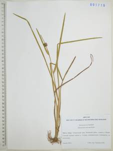 Sparganium emersum Rehmann, Siberia, Russian Far East (S6) (Russia)
