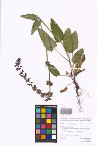 MHA 0 008 891, Salvia pratensis L., Eastern Europe, Central forest-and-steppe region (E6) (Russia)