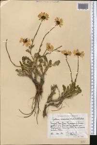 Richteria djilgense (Franch.) K. Bremer & Humphries, Middle Asia, Western Tian Shan & Karatau (M3) (Uzbekistan)