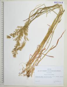 Sibirotrisetum sibiricum (Rupr.) Barberá, Siberia, Russian Far East (S6) (Russia)