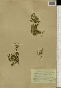 Thymus mongolicus (Ronniger) Ronniger, Siberia, Altai & Sayany Mountains (S2) (Russia)