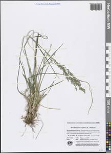 Deschampsia cespitosa (L.) P.Beauv., Eastern Europe, Northern region (E1) (Russia)