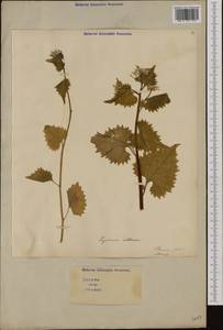 Alliaria petiolata (M.Bieb.) Cavara & Grande, Western Europe (EUR) (Italy)