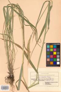 Campeiostachys dahurica (Turcz. ex Griseb.) B.R.Baum, J.L.Yang & C.Yen, Siberia, Russian Far East (S6) (Russia)