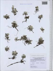 Antennaria caucasica Boriss., Caucasus, Krasnodar Krai & Adygea (K1a) (Russia)