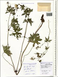 Geranium ruprechtii (Woronow) Grossh., Caucasus, Stavropol Krai, Karachay-Cherkessia & Kabardino-Balkaria (K1b) (Russia)
